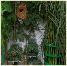  Zuchtvoliere Lauchgr�ne Papageiamadine