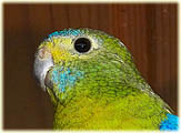 Lauchgrüne Papageiamadine