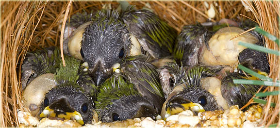 Lauchgr�ne Papageiamadine